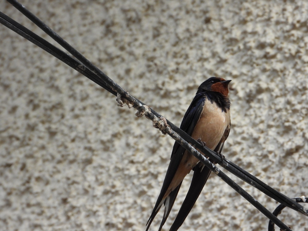 Ластівка сільська - ML647246405