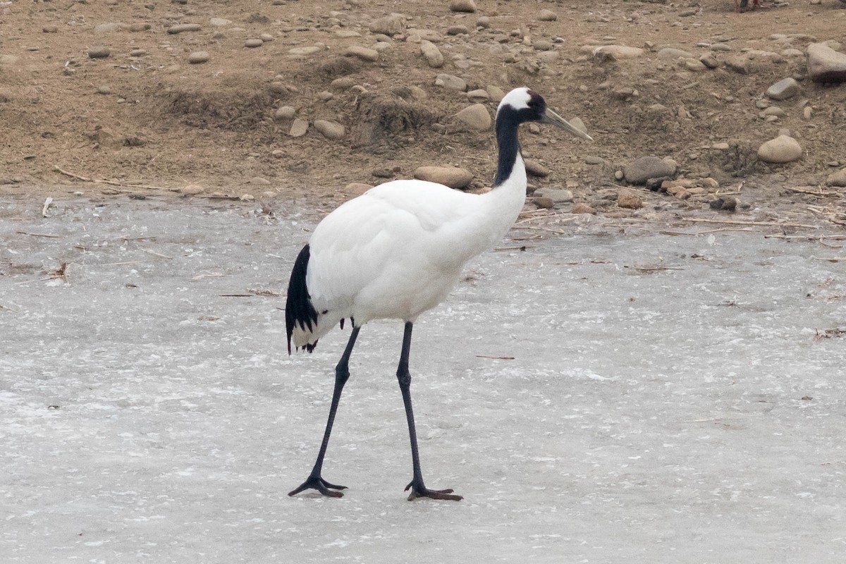 Japon Turnası - ML647246409