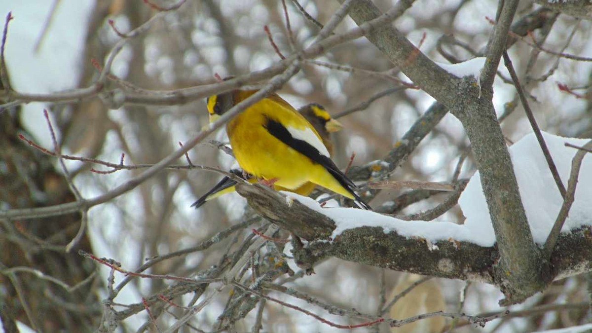 キビタイシメ - ML647246414