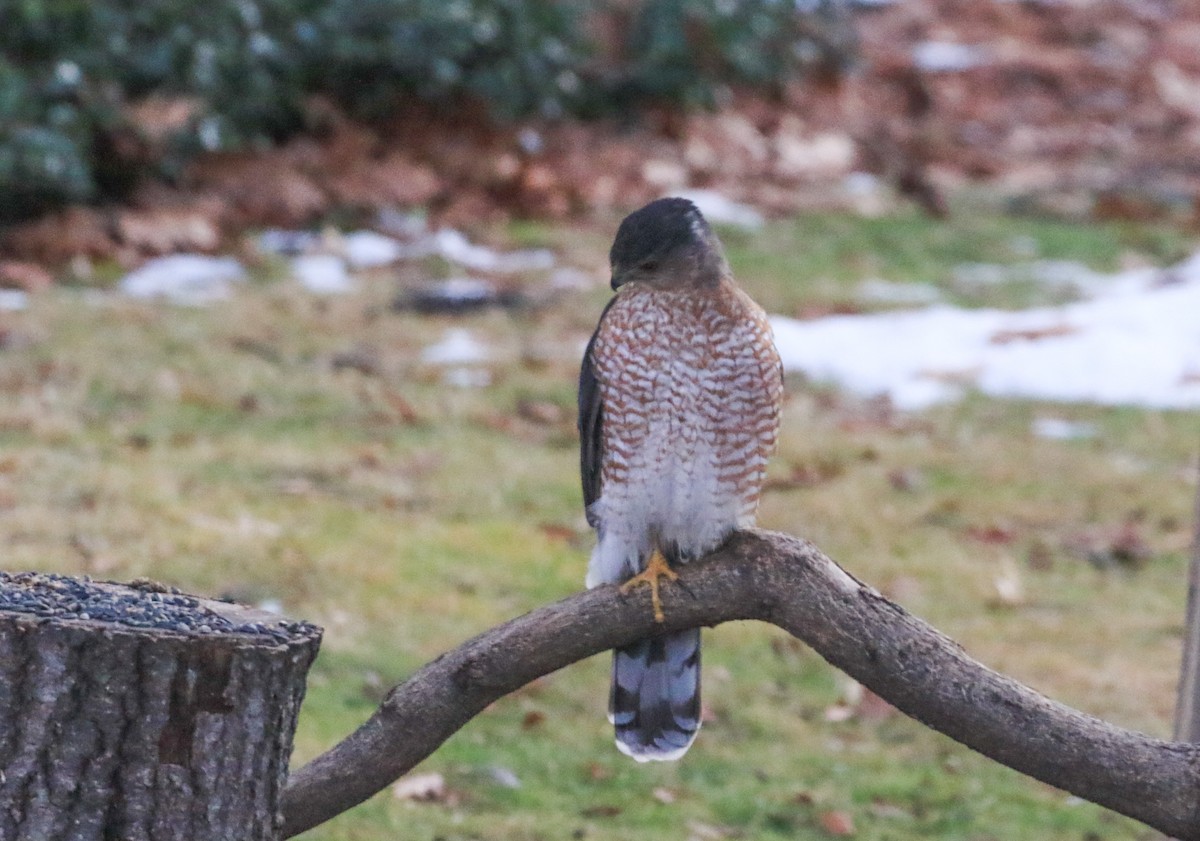 Cooper Atmacası - ML647246419