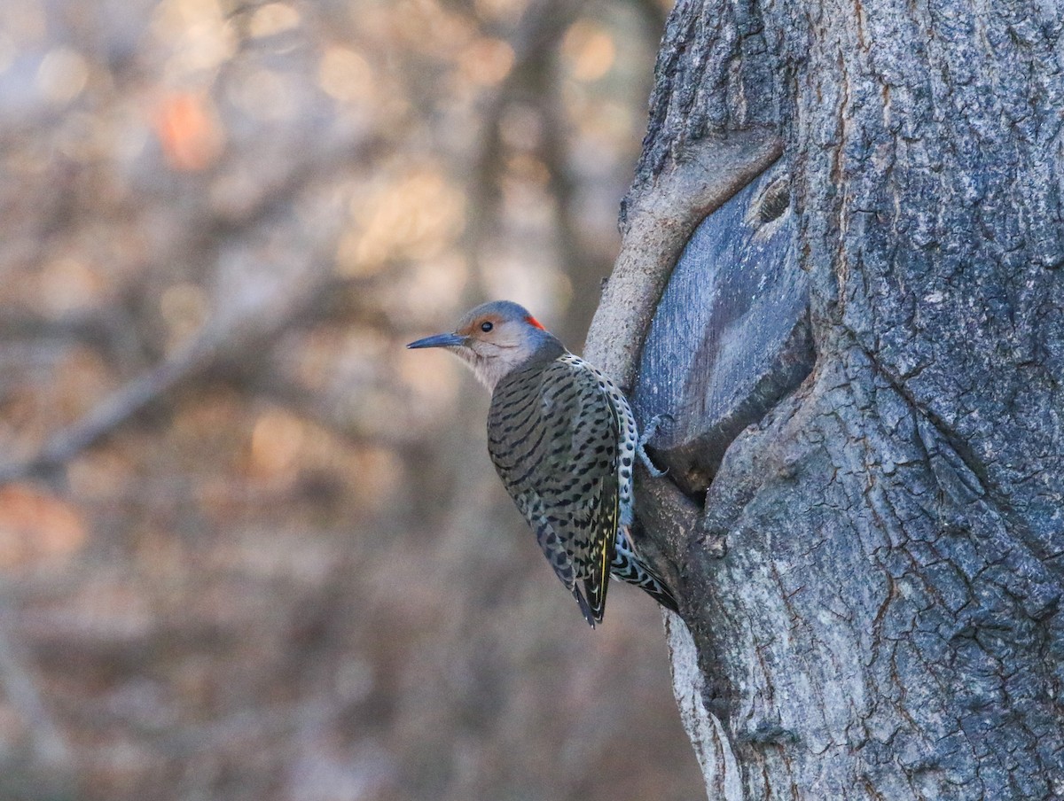 Altın Ağaçkakan - ML647246434