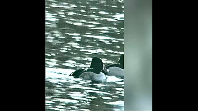 Murgilari lepokoduna - ML647246439