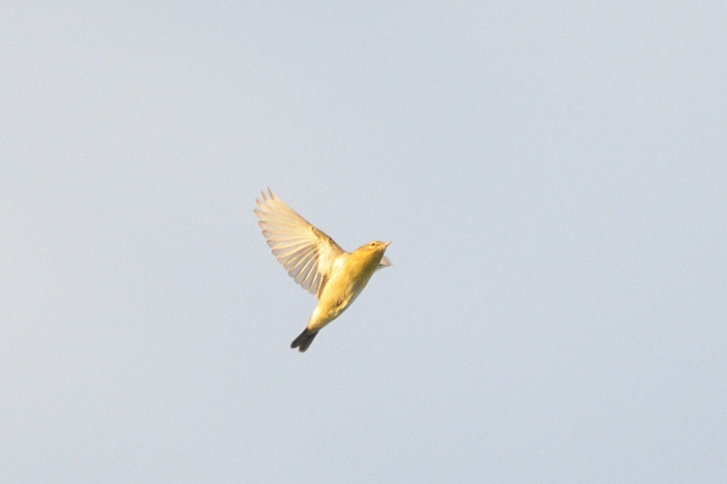 Червоїд світлобровий - ML647246446