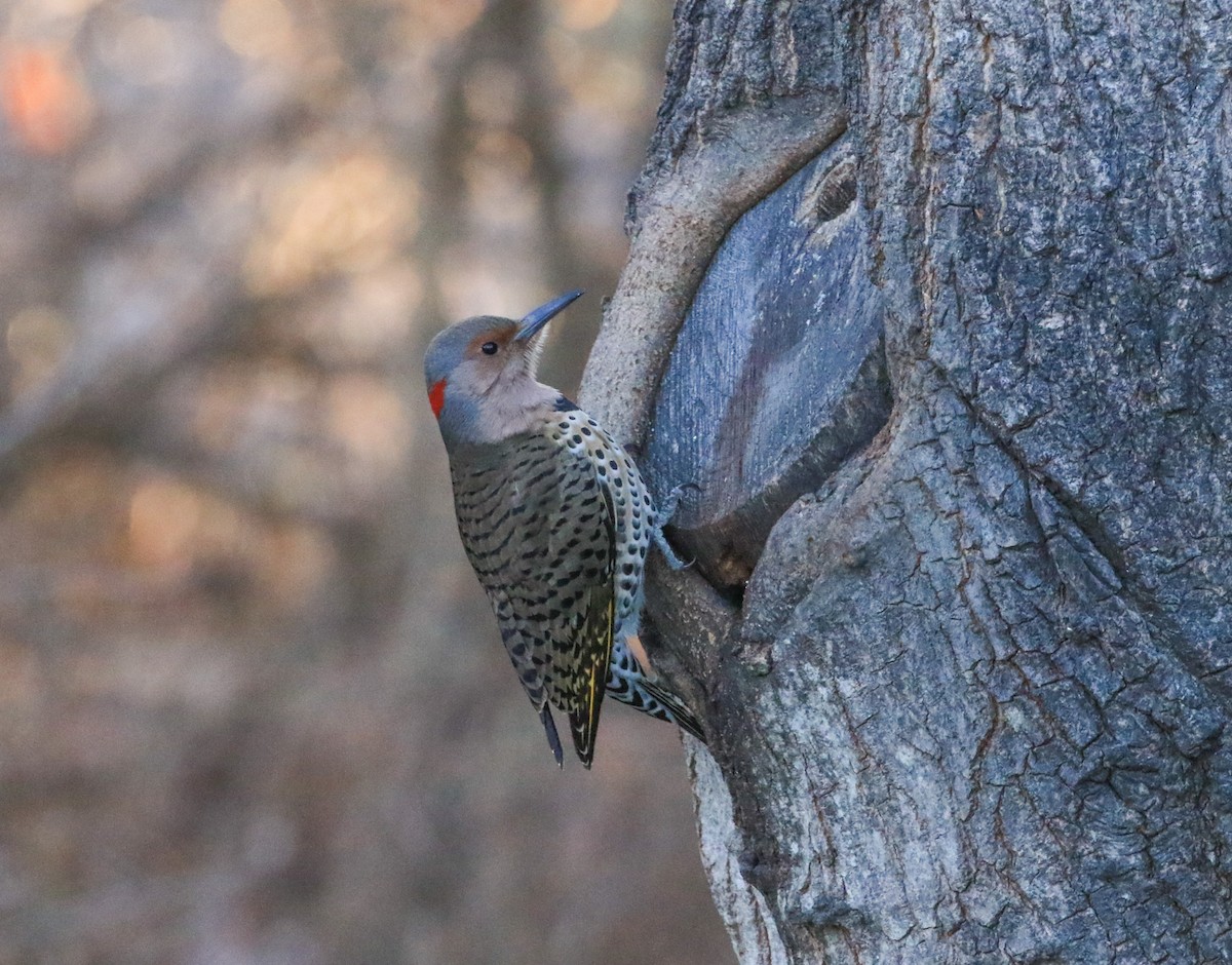 Altın Ağaçkakan - ML647246452