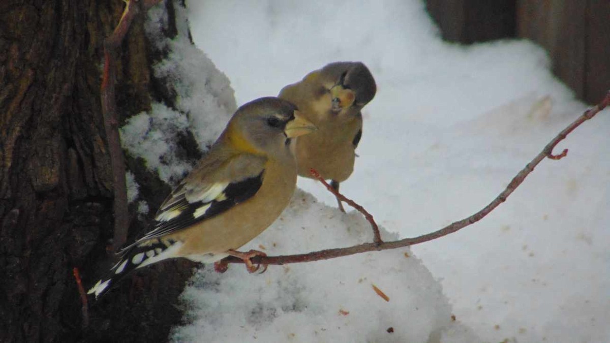 キビタイシメ - ML647246454