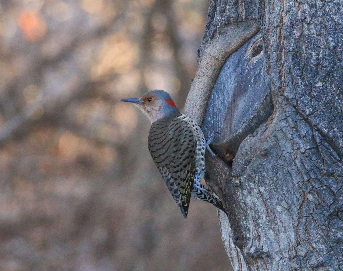 Altın Ağaçkakan - ML647246458