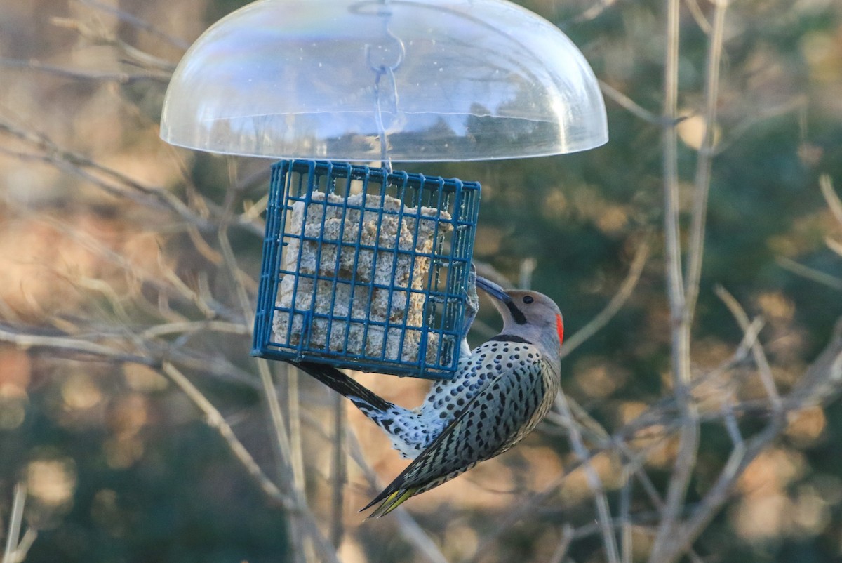 Altın Ağaçkakan - ML647246460