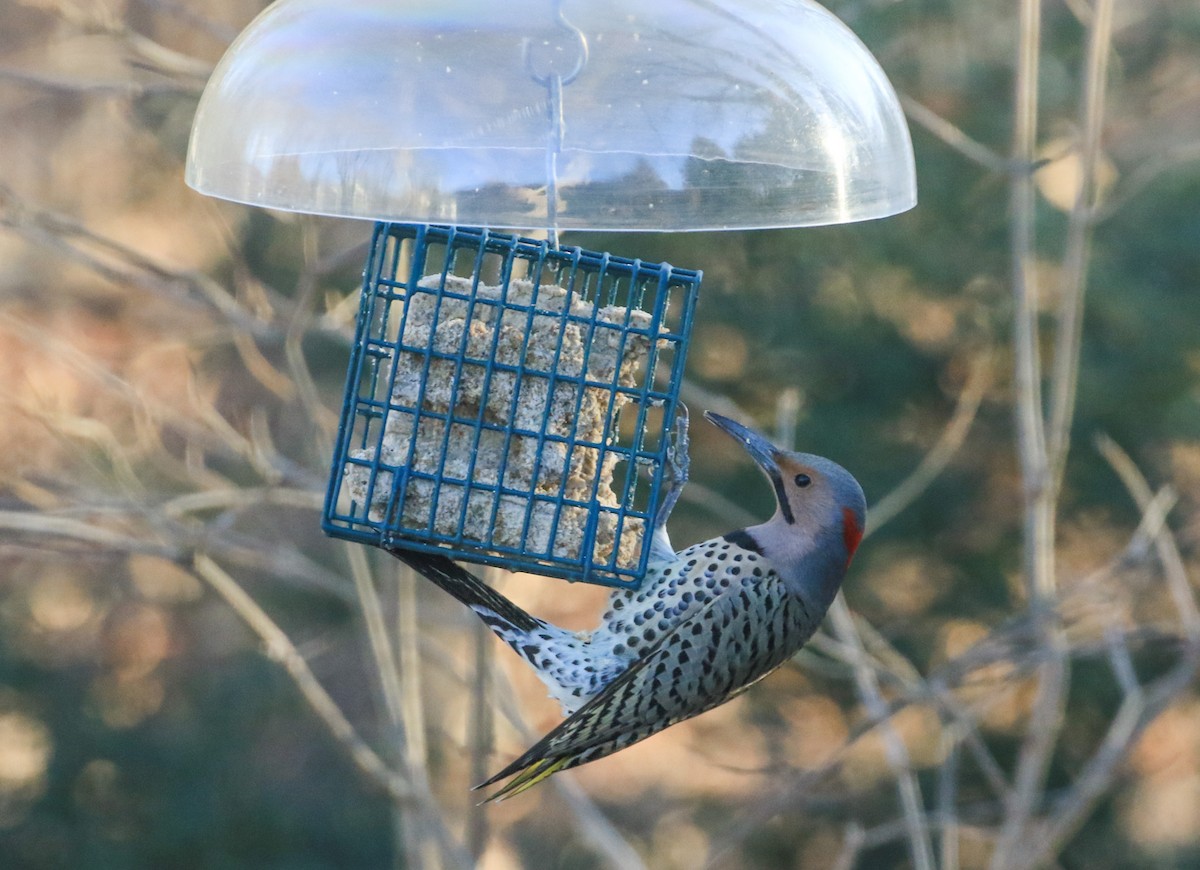 Altın Ağaçkakan - ML647246463