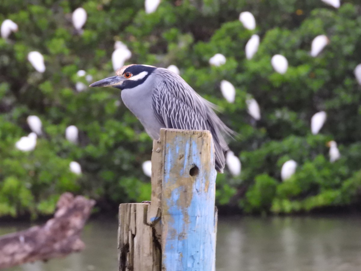 kvakoš žlutočelý - ML647246501