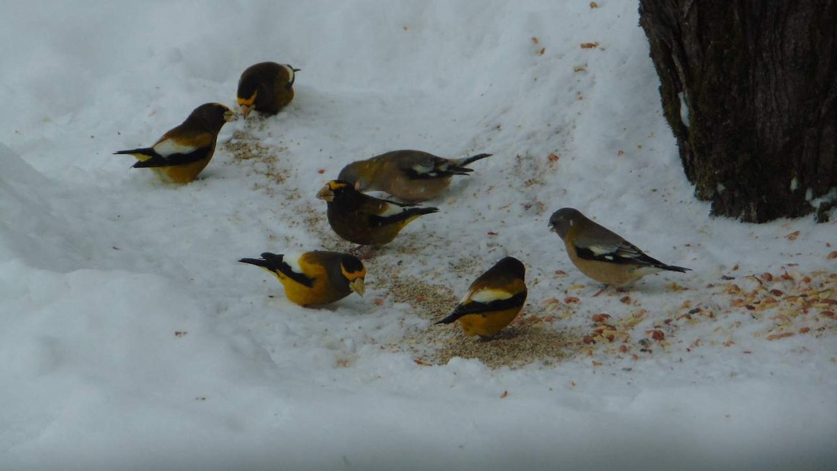 キビタイシメ - ML647246516