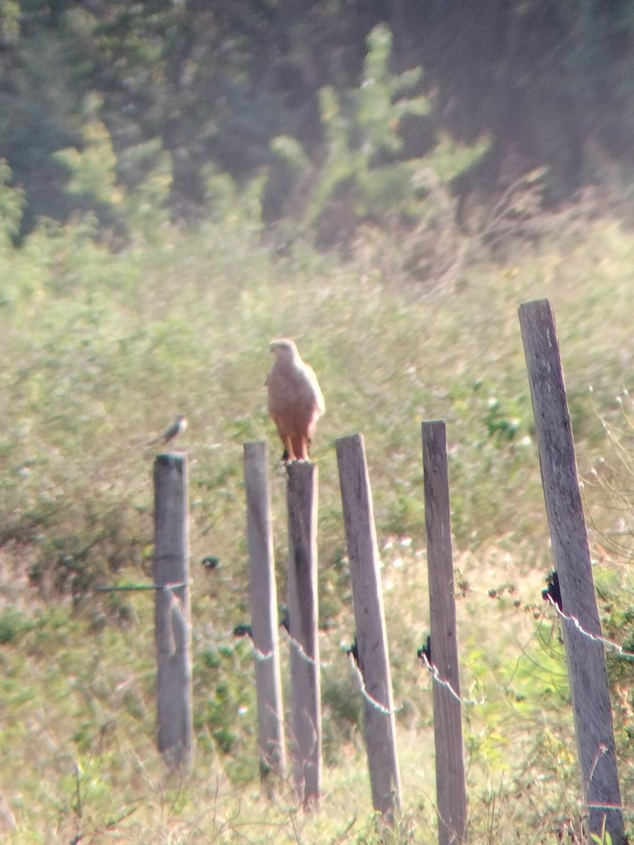 Busardo Sabanero - ML647246524