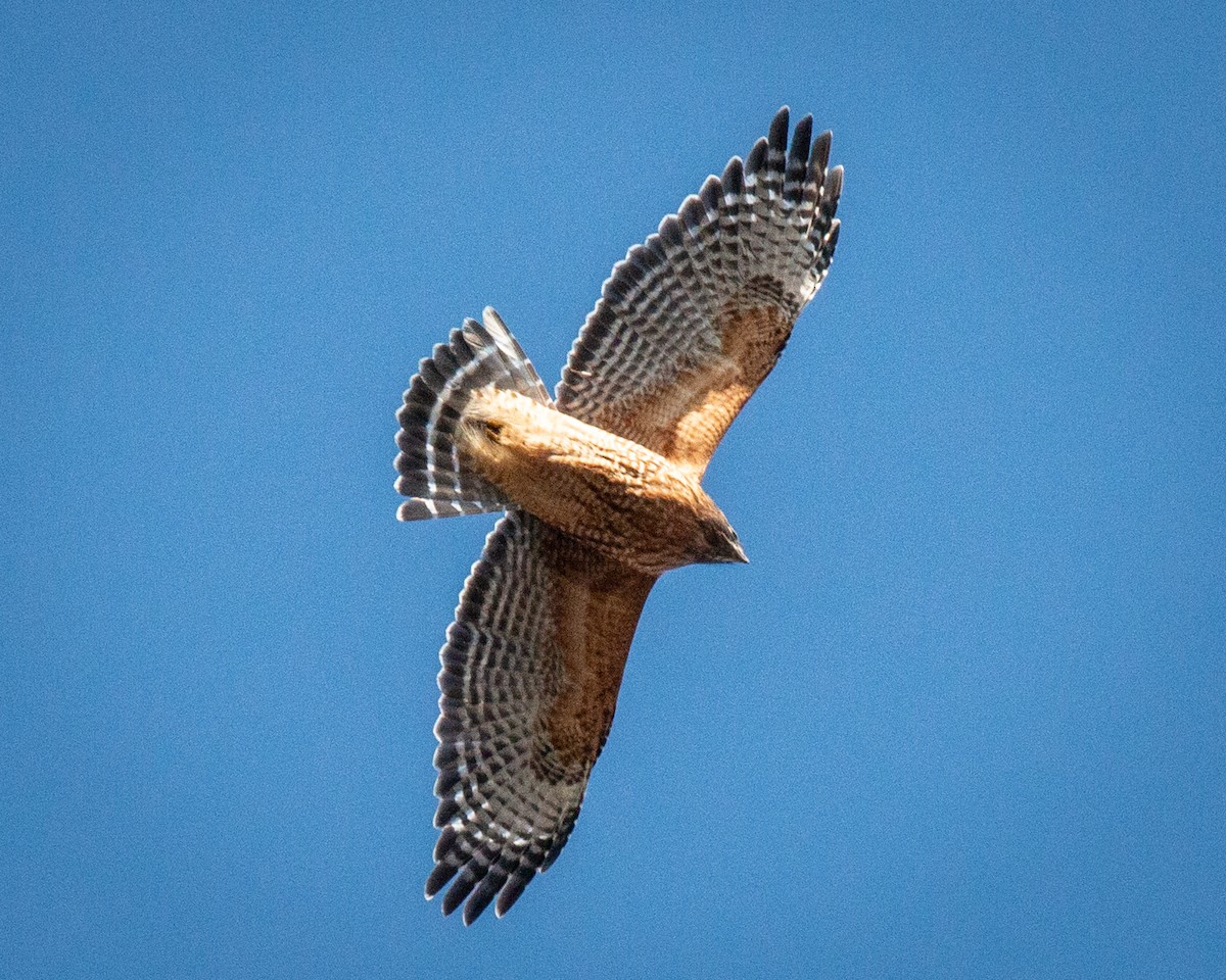 Red-shouldered Hawk - ML647246525