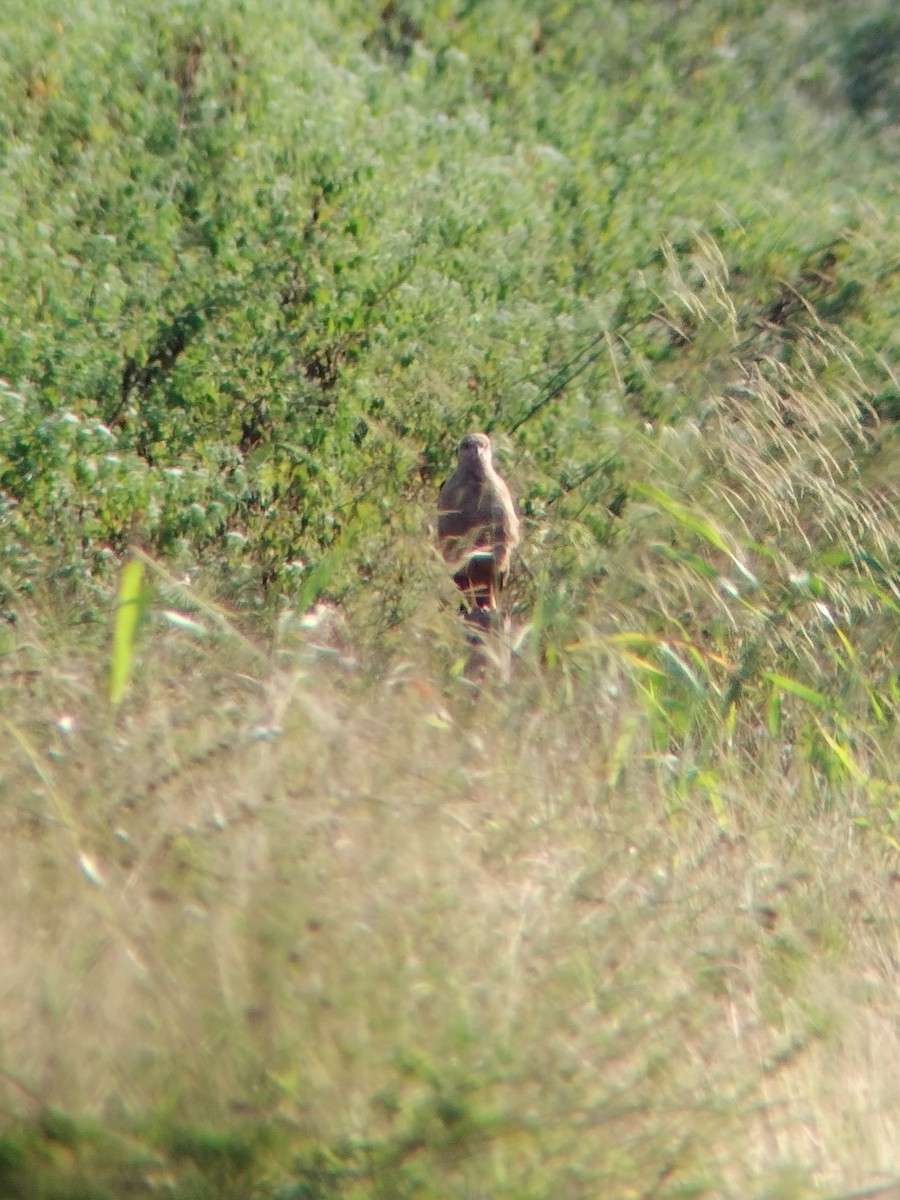 Busardo Sabanero - ML647246528