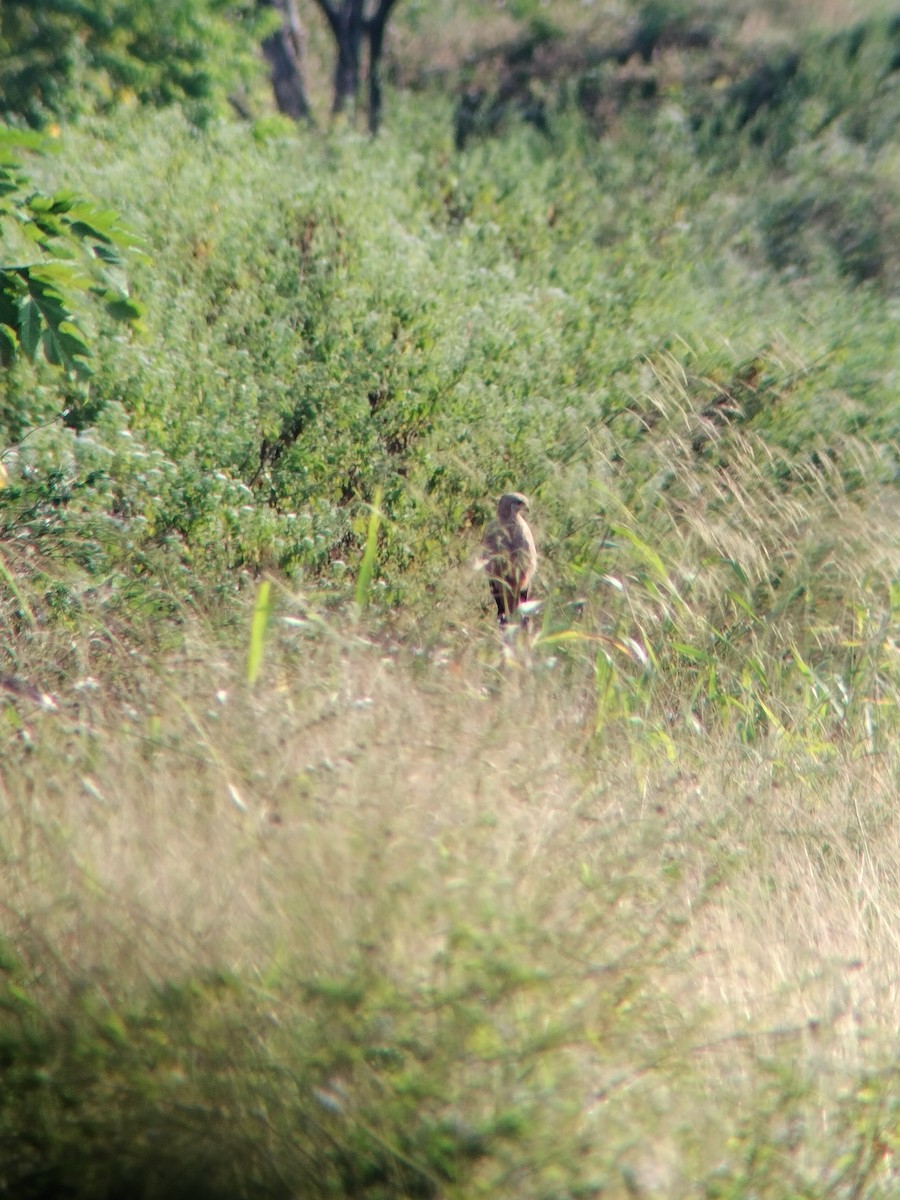 Busardo Sabanero - ML647246529