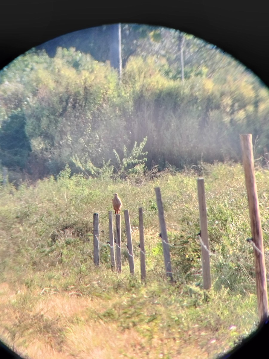 Busardo Sabanero - ML647246530