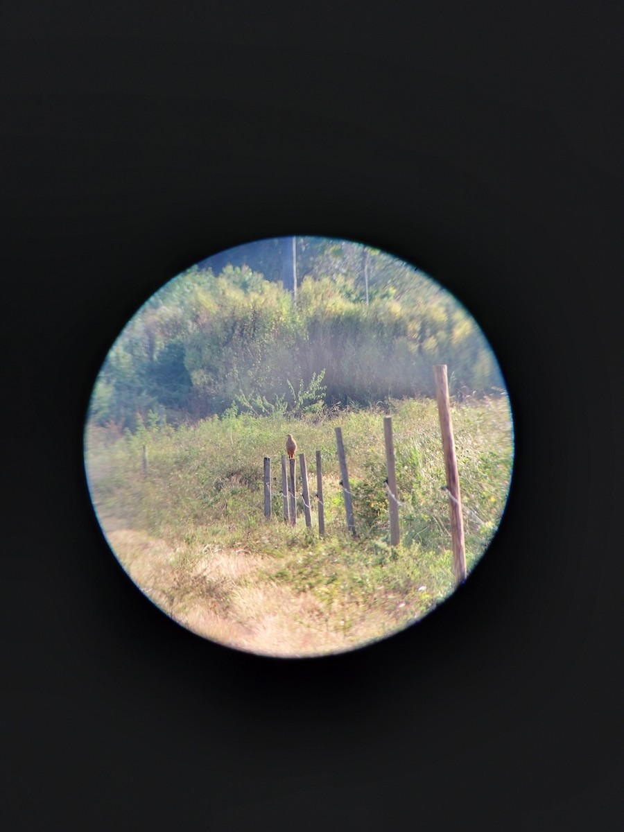 Busardo Sabanero - ML647246533