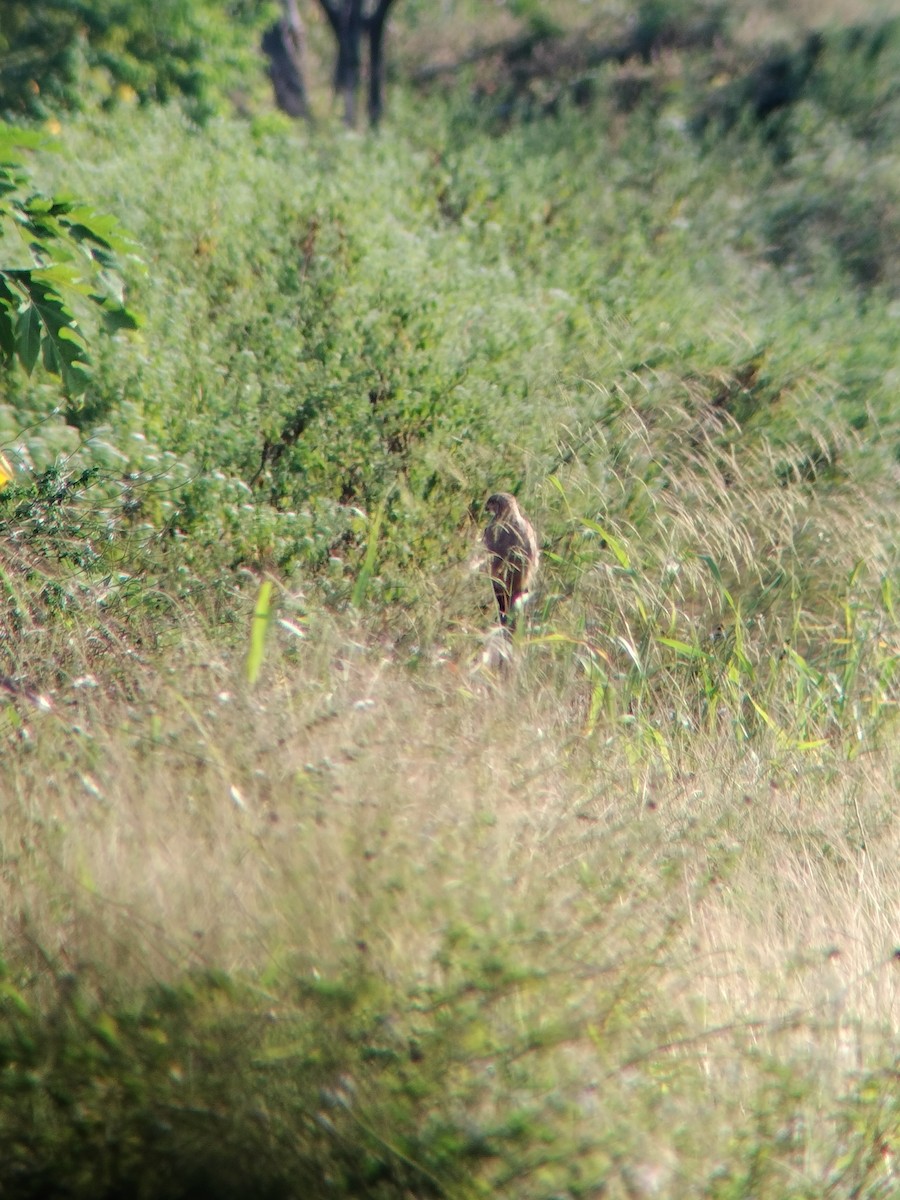 Busardo Sabanero - ML647246534