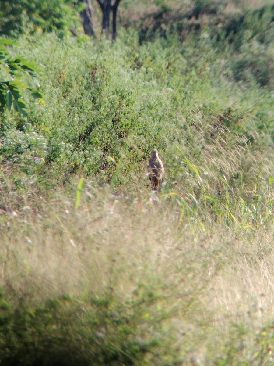 Busardo Sabanero - ML647246536