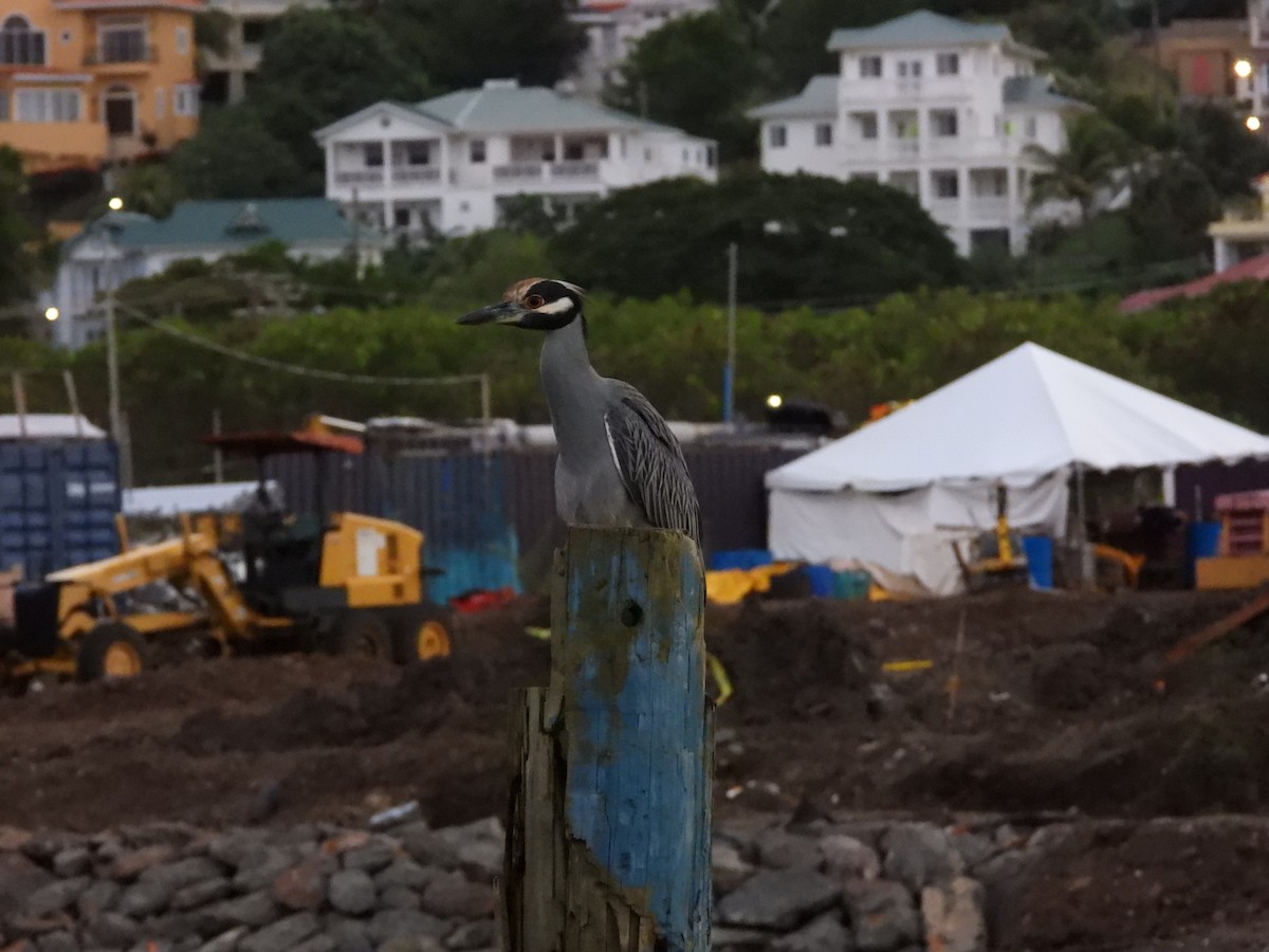 kvakoš žlutočelý - ML647246544