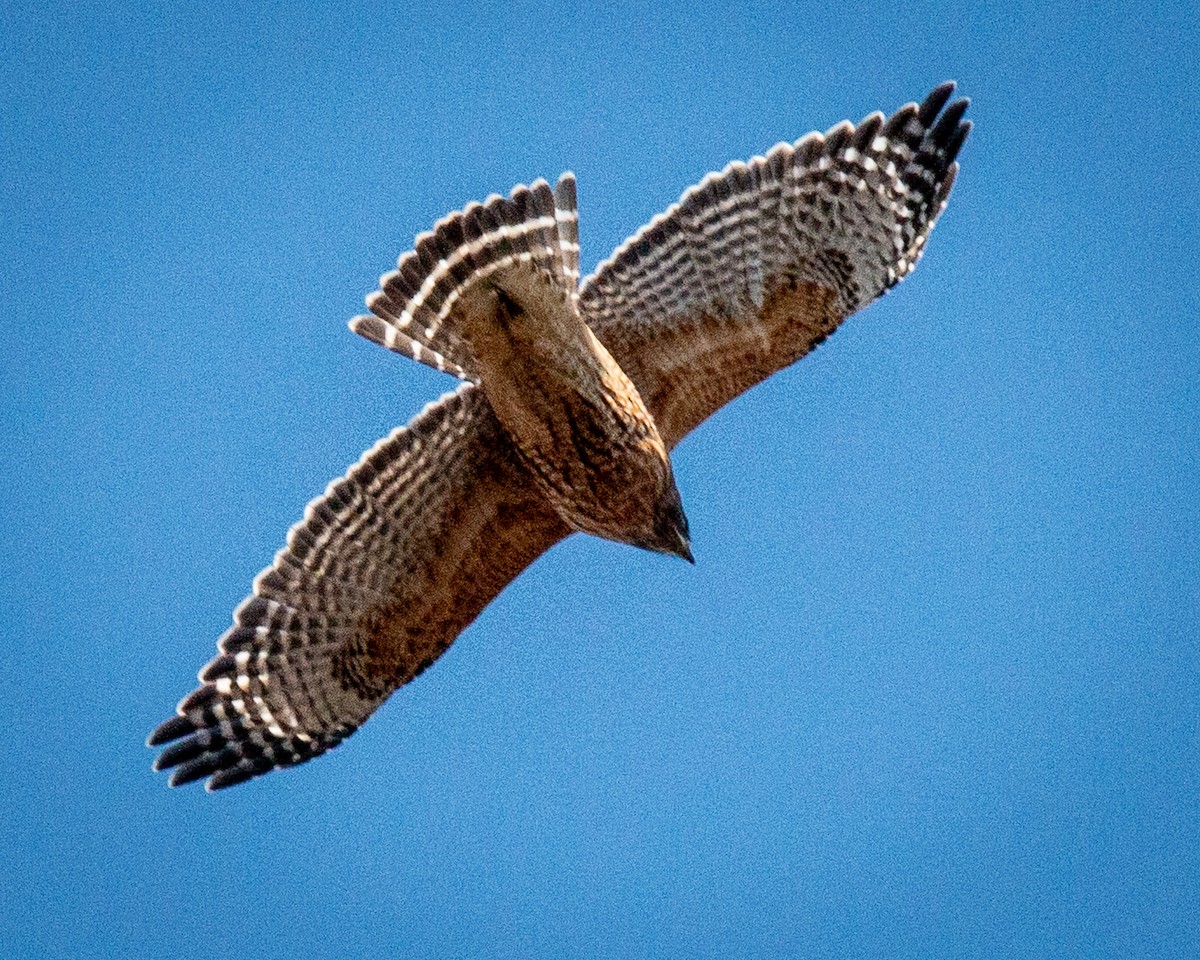 Red-shouldered Hawk - ML647246595