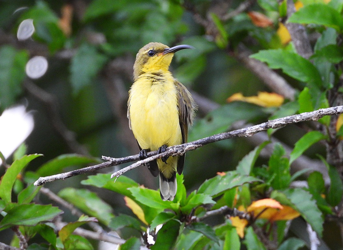 Sahul Sunbird - ML647246596