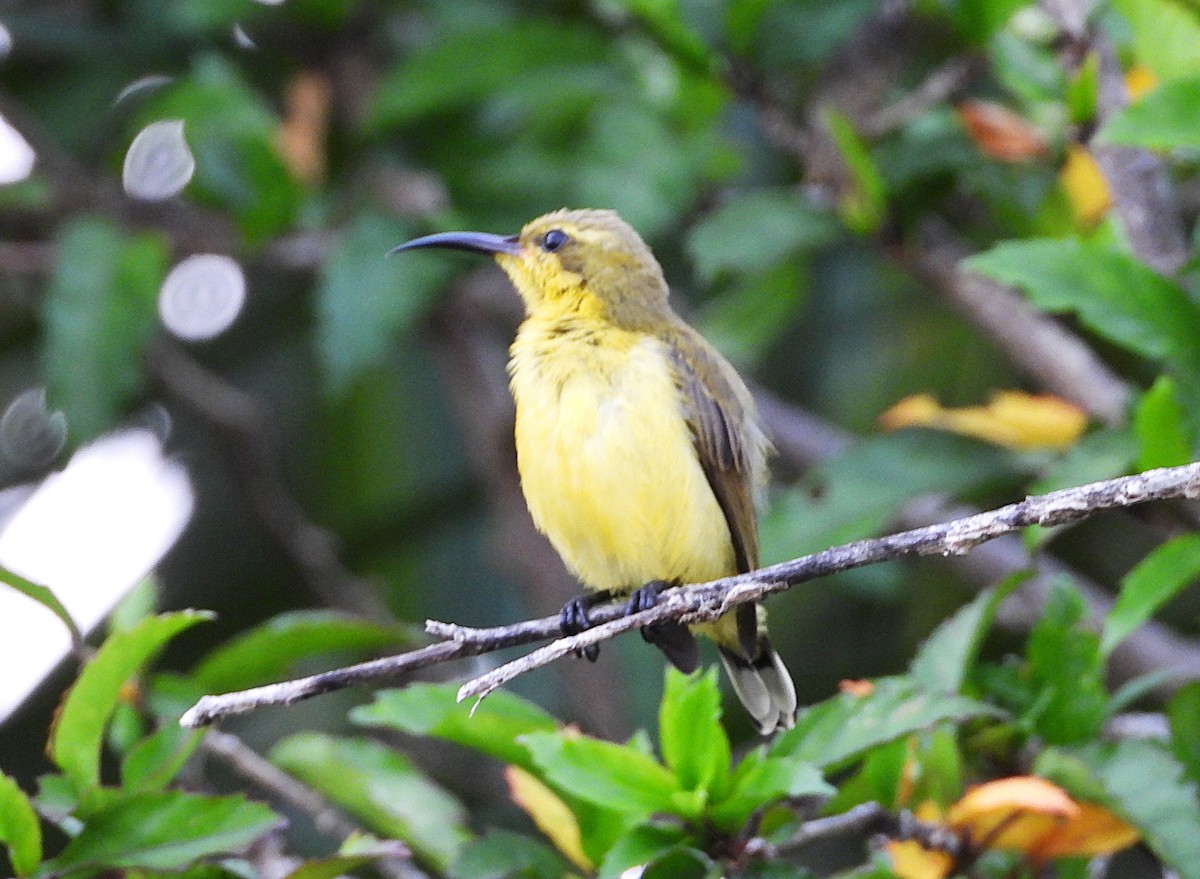 Sahul Sunbird - ML647246601