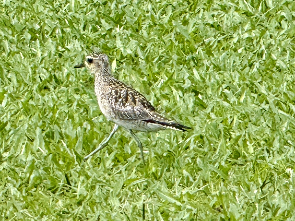 kulík pacifický - ML647246605