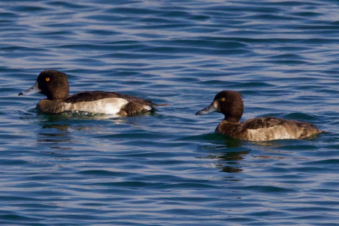 Чернь чубата - ML647246606