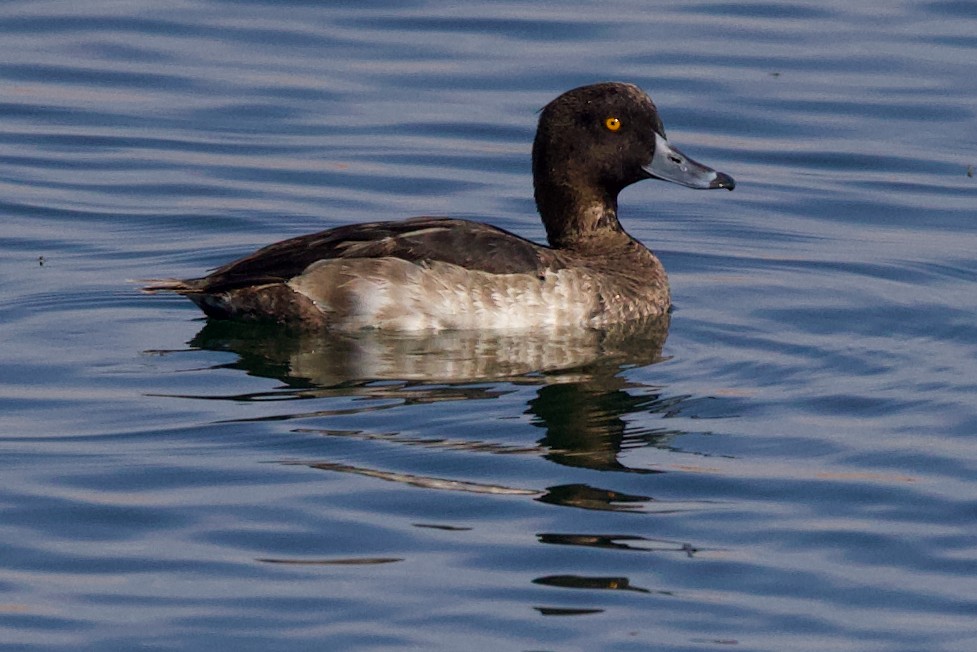 Чернь чубата - ML647246607