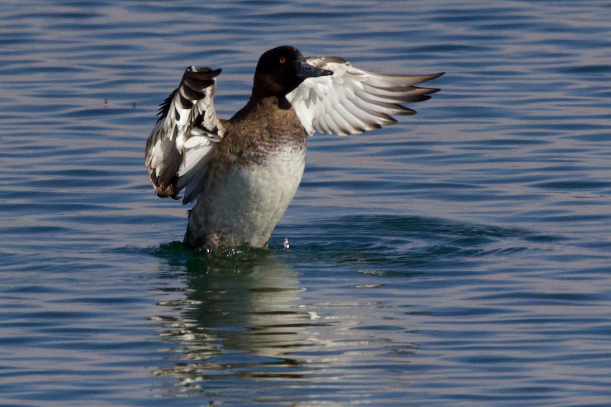 Чернь чубата - ML647246608