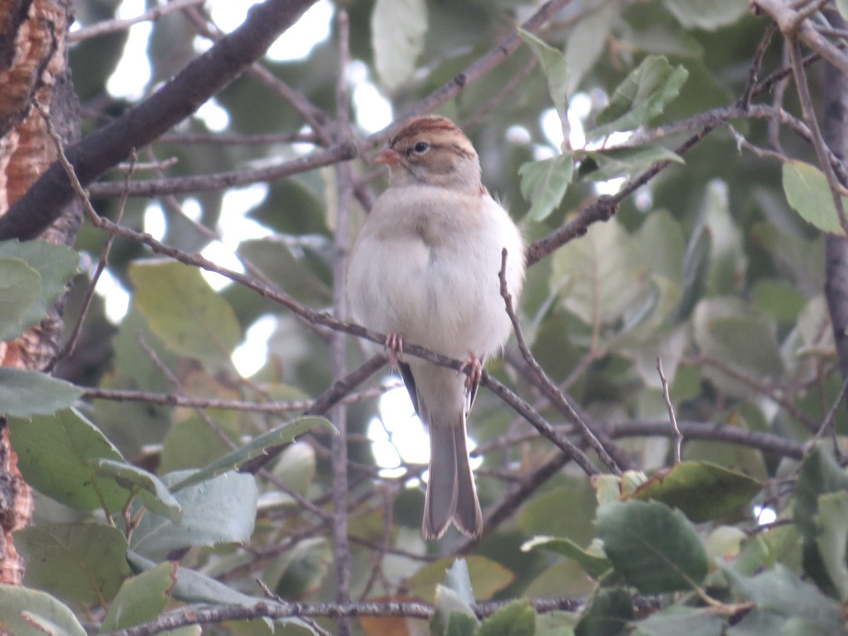 brunissespurv - ML647246609