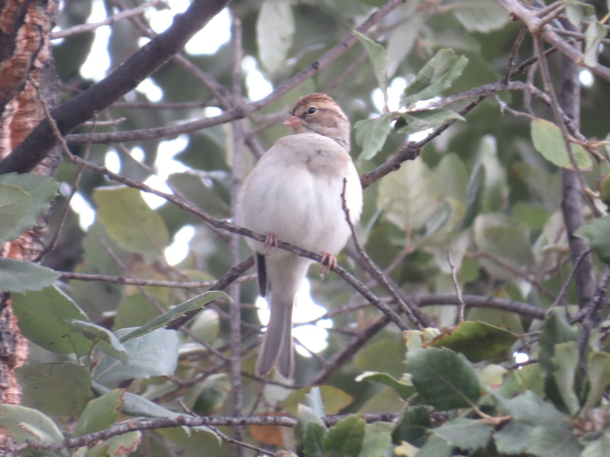 brunissespurv - ML647246610