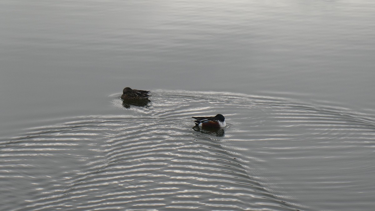 Northern Shoveler - ML647246618
