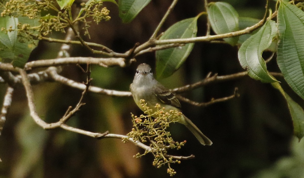 Yellow-bellied Elaenia - ML647246623