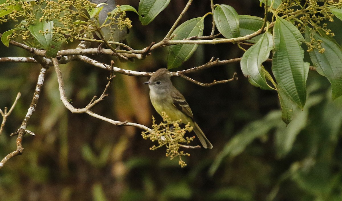 Yellow-bellied Elaenia - ML647246624
