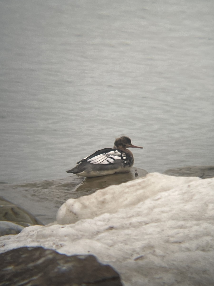 Red-breasted Merganser - ML647246633
