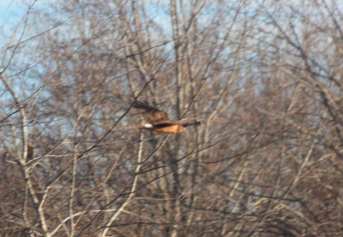 Northern Harrier - ML647246636