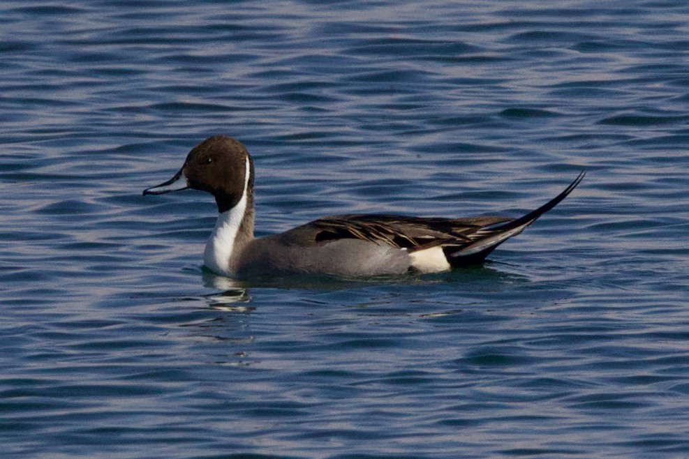 Шилохвіст північний - ML647246643