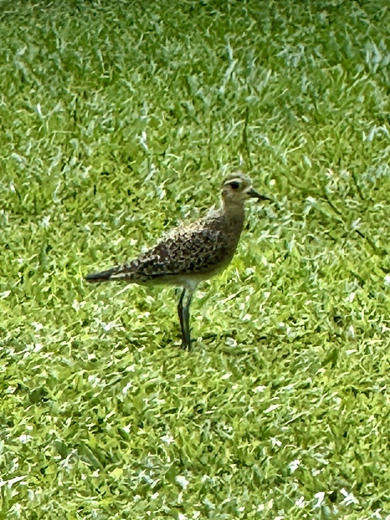 kulík pacifický - ML647246651