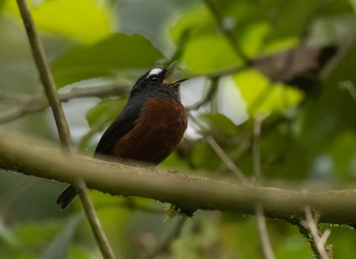 Pitajo à ventre brun - ML647246658