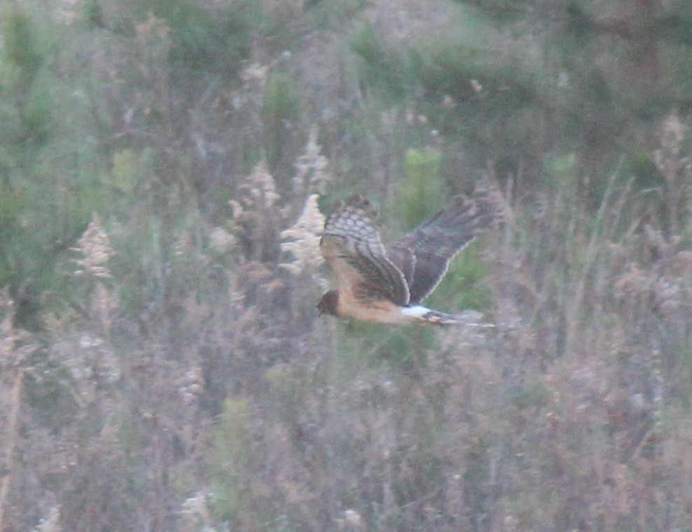 Northern Harrier - ML647246664