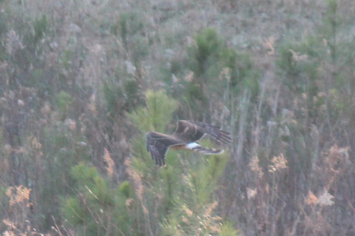 Northern Harrier - ML647246665