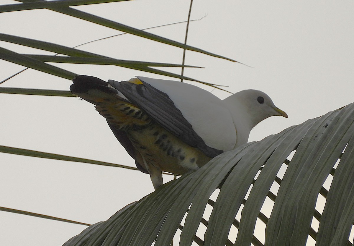 Torresian Imperial-Pigeon - ML647246676