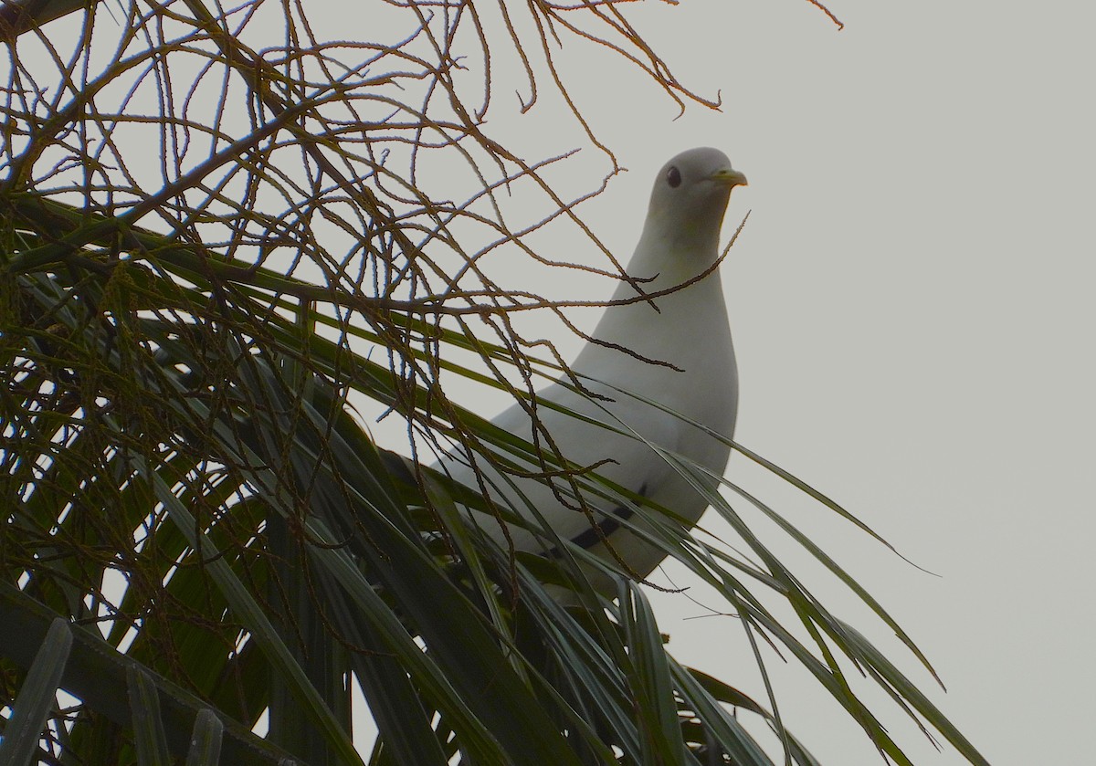 Torresian Imperial-Pigeon - ML647246687
