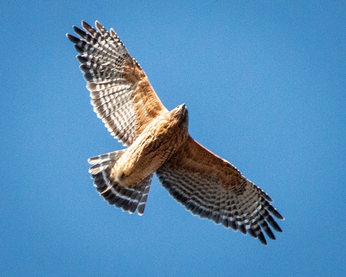 Red-shouldered Hawk - ML647246696