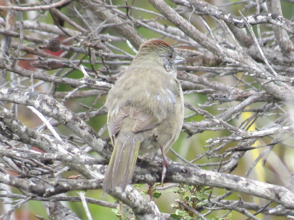 grønntovi - ML647246722