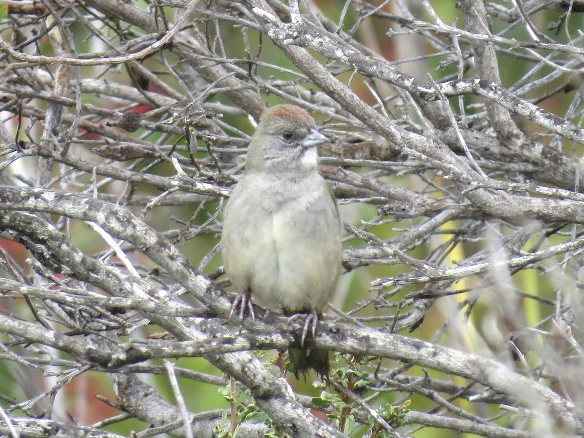 grønntovi - ML647246724