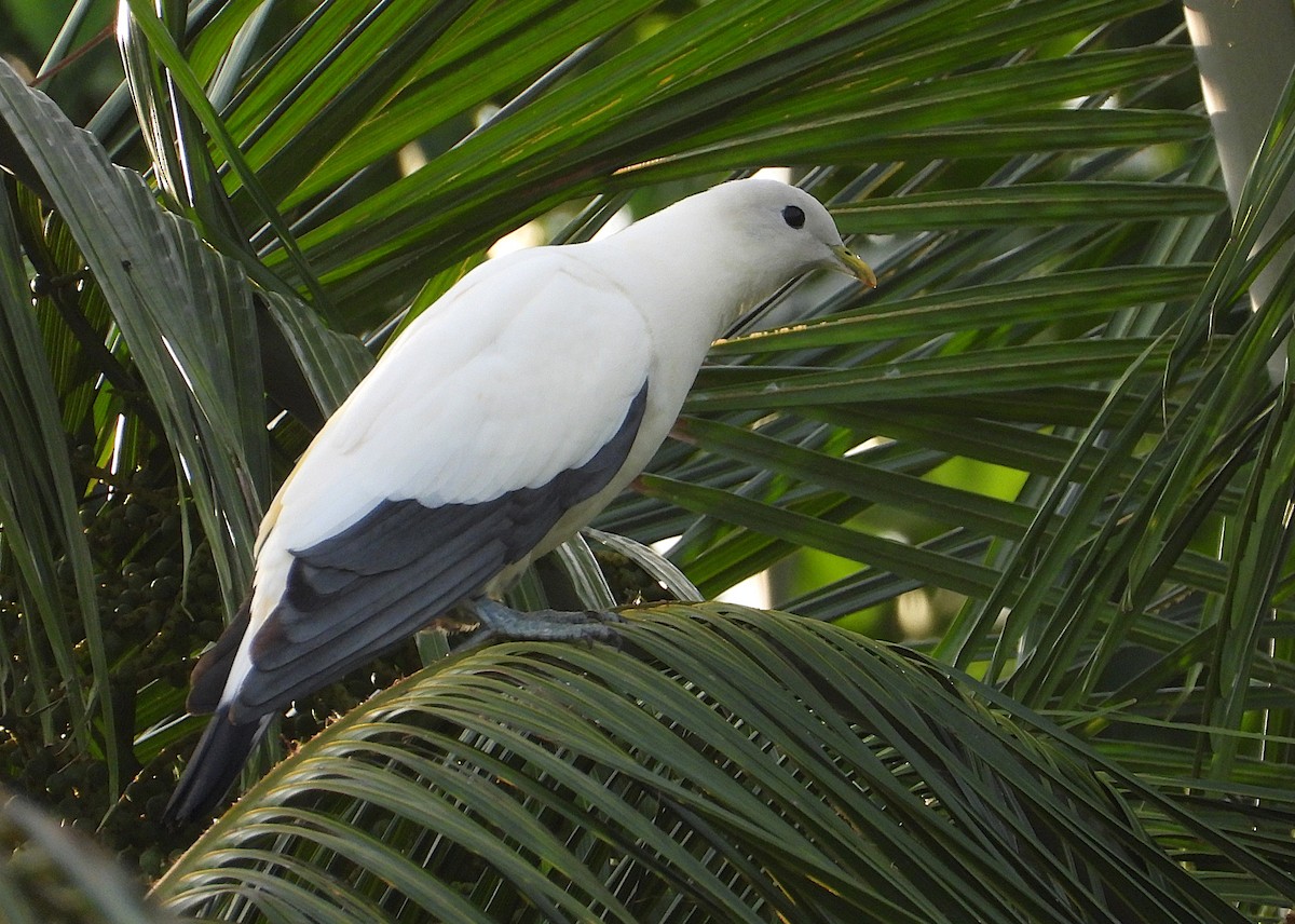 Torresian Imperial-Pigeon - ML647246725