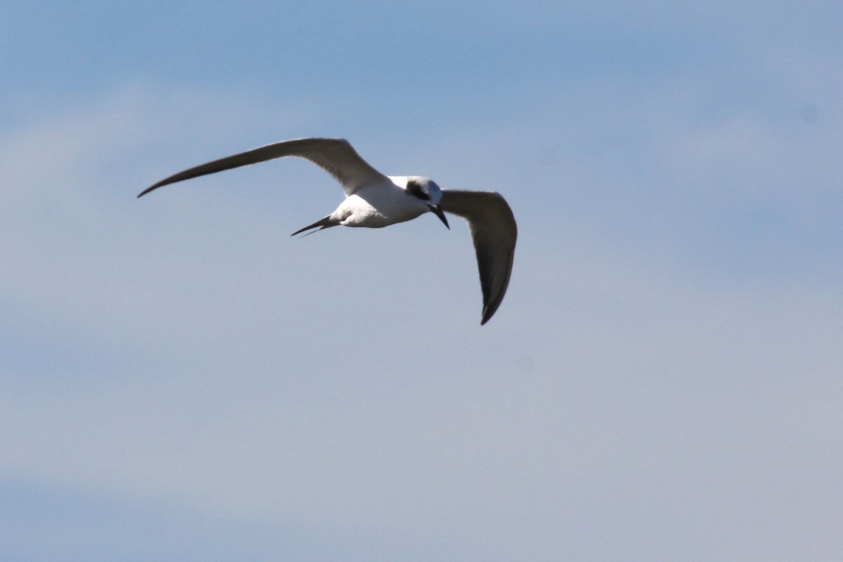Forster's Tern - ML647246728