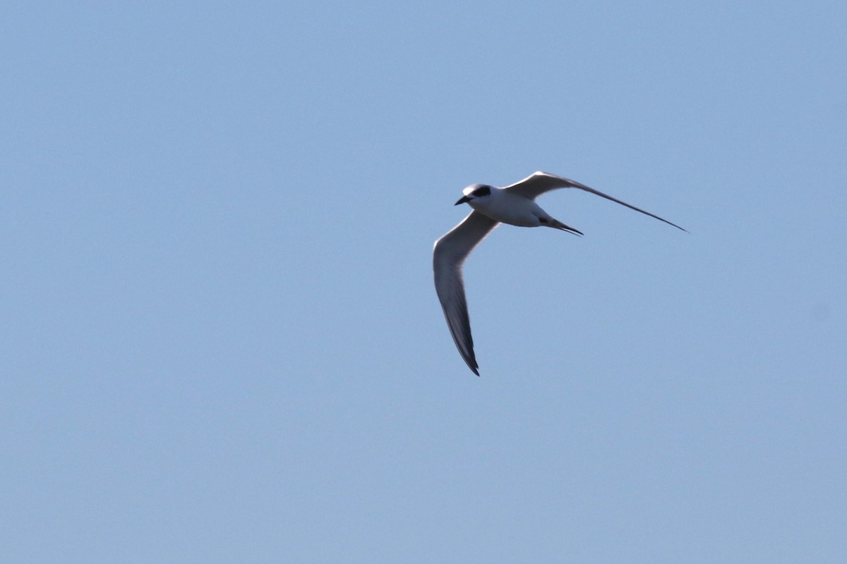 Forster's Tern - ML647246729